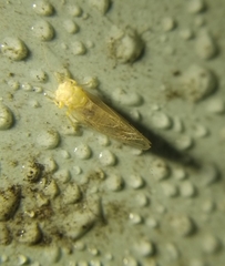 Ciriacreminae