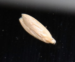 Durrantia piperatella