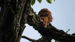 Lepidocolaptes angustirostris