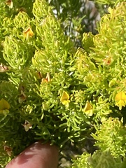 Aspalathus sanguinea