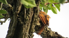 Lepidocolaptes angustirostris