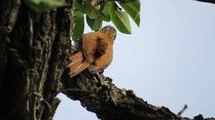 Lepidocolaptes angustirostris