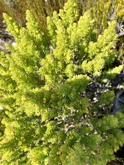 Aspalathus sanguinea