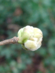 Phytoptus avellanae