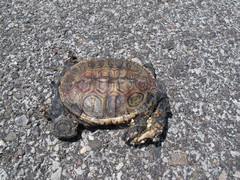 Malaclemys terrapin pileata