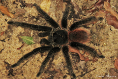 Lasiodora