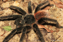 Lasiodora