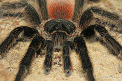 Lasiodora