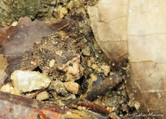 Proceratophrys cristiceps