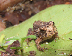 Proceratophrys cristiceps