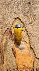 Temognatha goryi