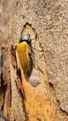 Temognatha goryi