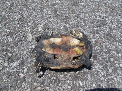 Malaclemys terrapin pileata