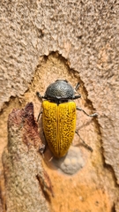 Temognatha goryi
