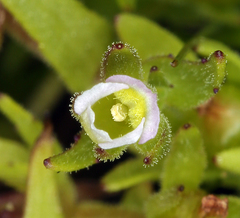 Gratiola ebracteata