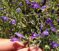 Scutellaria siphocampyloides