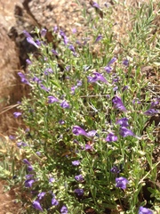 Scutellaria siphocampyloides