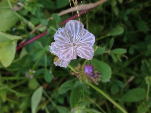 Transverse Range phacelia (Phacelia exilis)