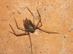 Loxosceles amazonica