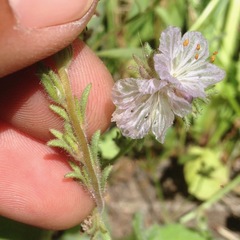 Phacelia exilis