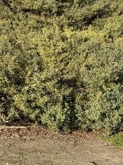 Acacia redolens