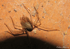 Loxosceles amazonica