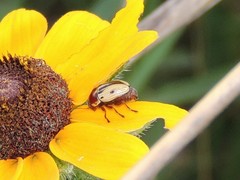 Cryptocephalus mutabilis