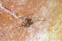 Loxosceles amazonica