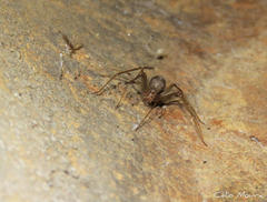 Loxosceles amazonica