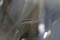 Trachylepis planifrons