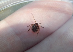 Phylloscelis atra