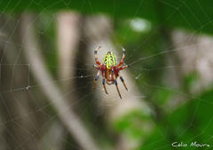 Araneus guttatus