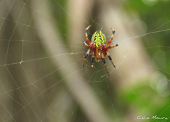 Araneus guttatus
