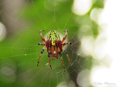 Araneus guttatus