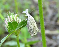 Minetia adamczewskii