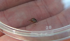 Phylloscelis atra