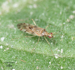 Dicyphus paddocki