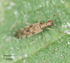 Dicyphus paddocki