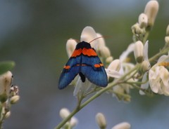 Egybolis vaillantina