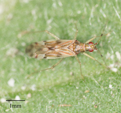 Dicyphus paddocki