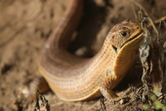 Broadleysaurus major