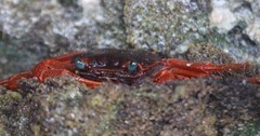 Geograpsus stormi