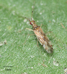 Dicyphus paddocki