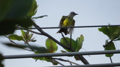 Tyrannus melancholicus