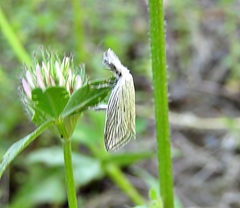 Minetia adamczewskii