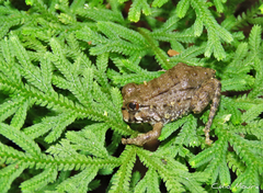 Leptodactylus syphax