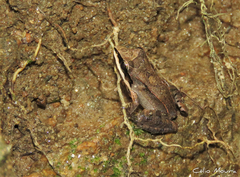 Leptodactylus mystaceus