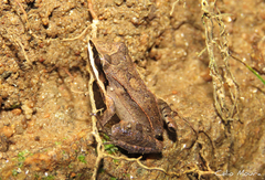 Leptodactylus mystaceus