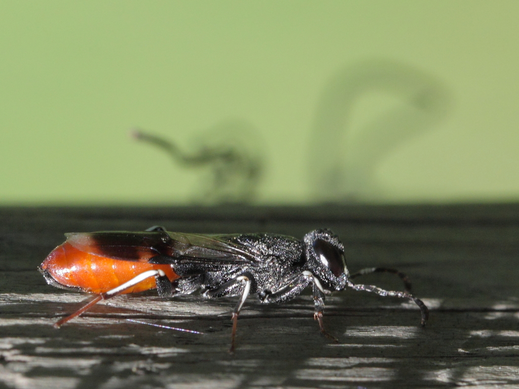 Orussoidea