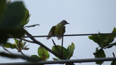 Tyrannus melancholicus